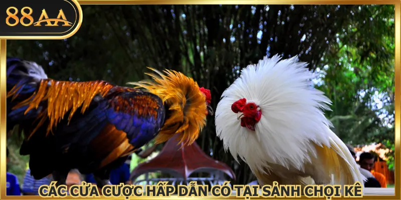 Các cửa cược hấp dẫn có tại sảnh chọi kê